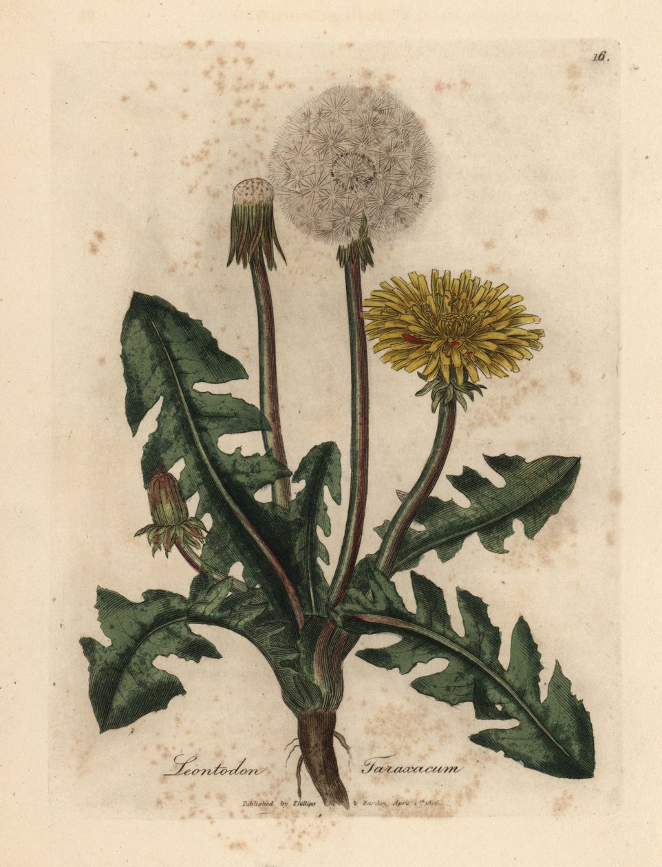 黄花普通蒲公英，Leontodon taraxacum 作者 詹姆斯·索尔比