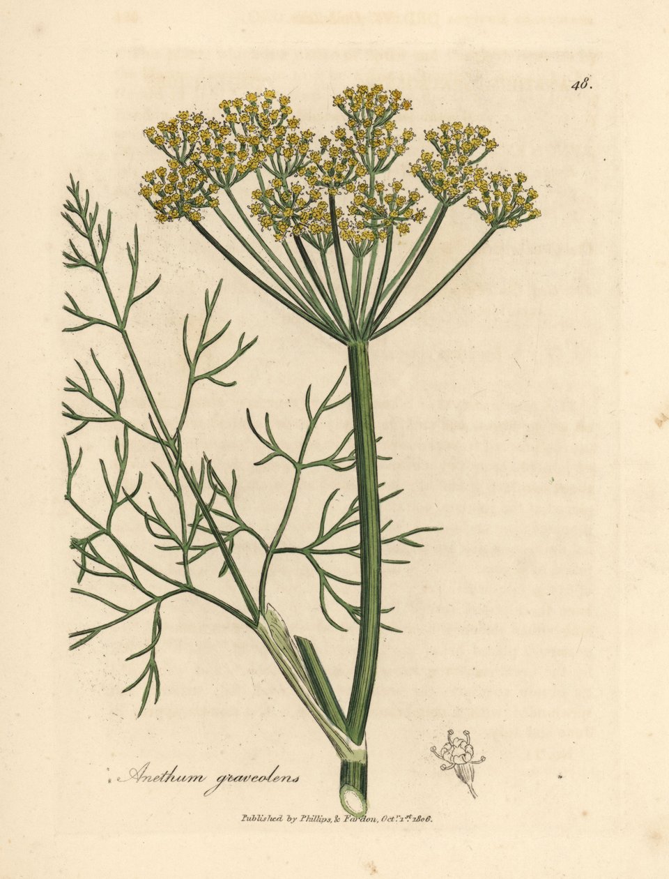 黄花莳萝，Anethum graveolens 作者 詹姆斯·索尔比