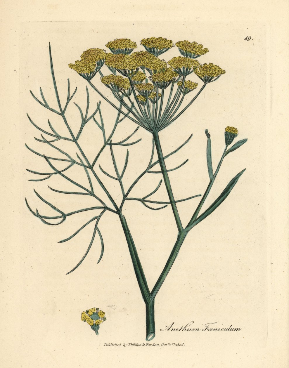 黄花茴香 Anethum foeniculum 作者 詹姆斯·索尔比