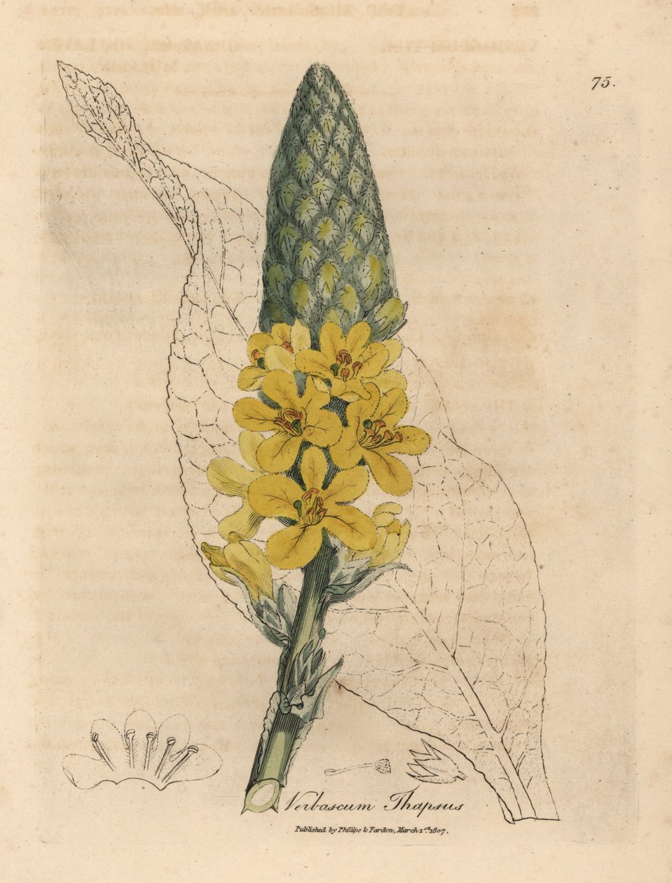 黄花大阔叶毛蕊花，Verbascum thapsus 作者 詹姆斯·索尔比