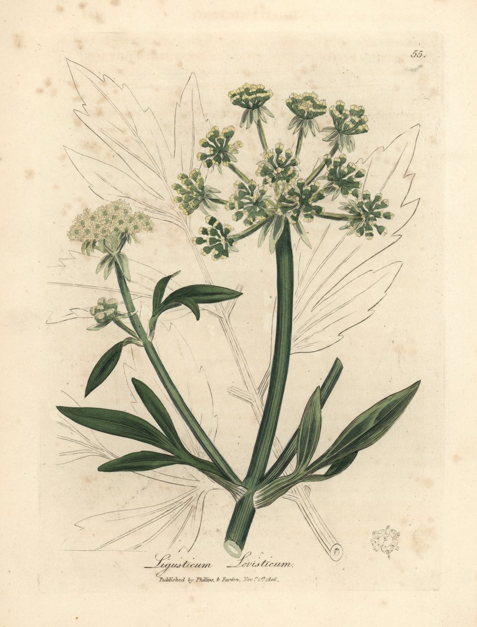黄花独活草，Ligusticum levisticum 作者 詹姆斯·索尔比