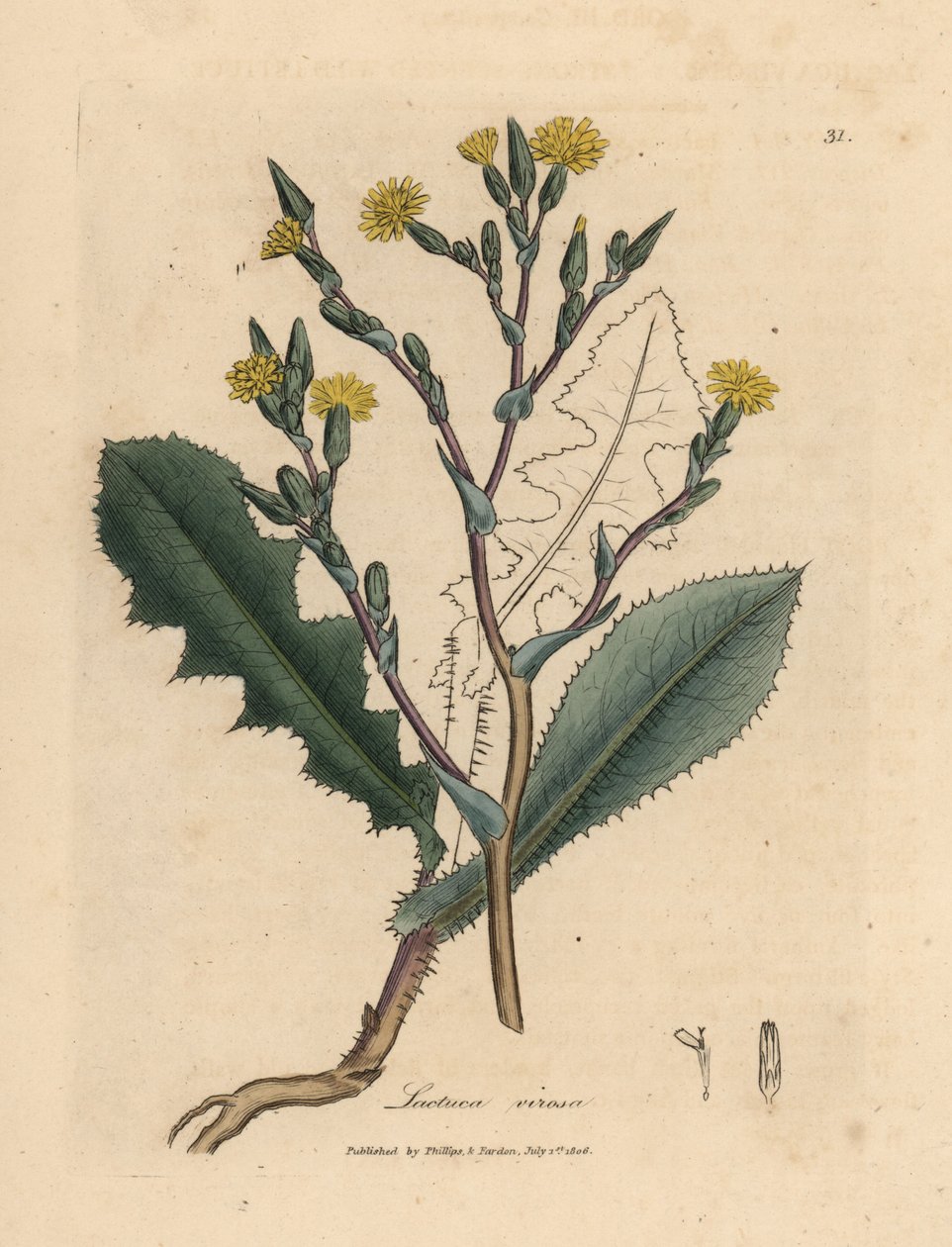 黄花野生生菜，Lactuca virosa 作者 詹姆斯·索尔比