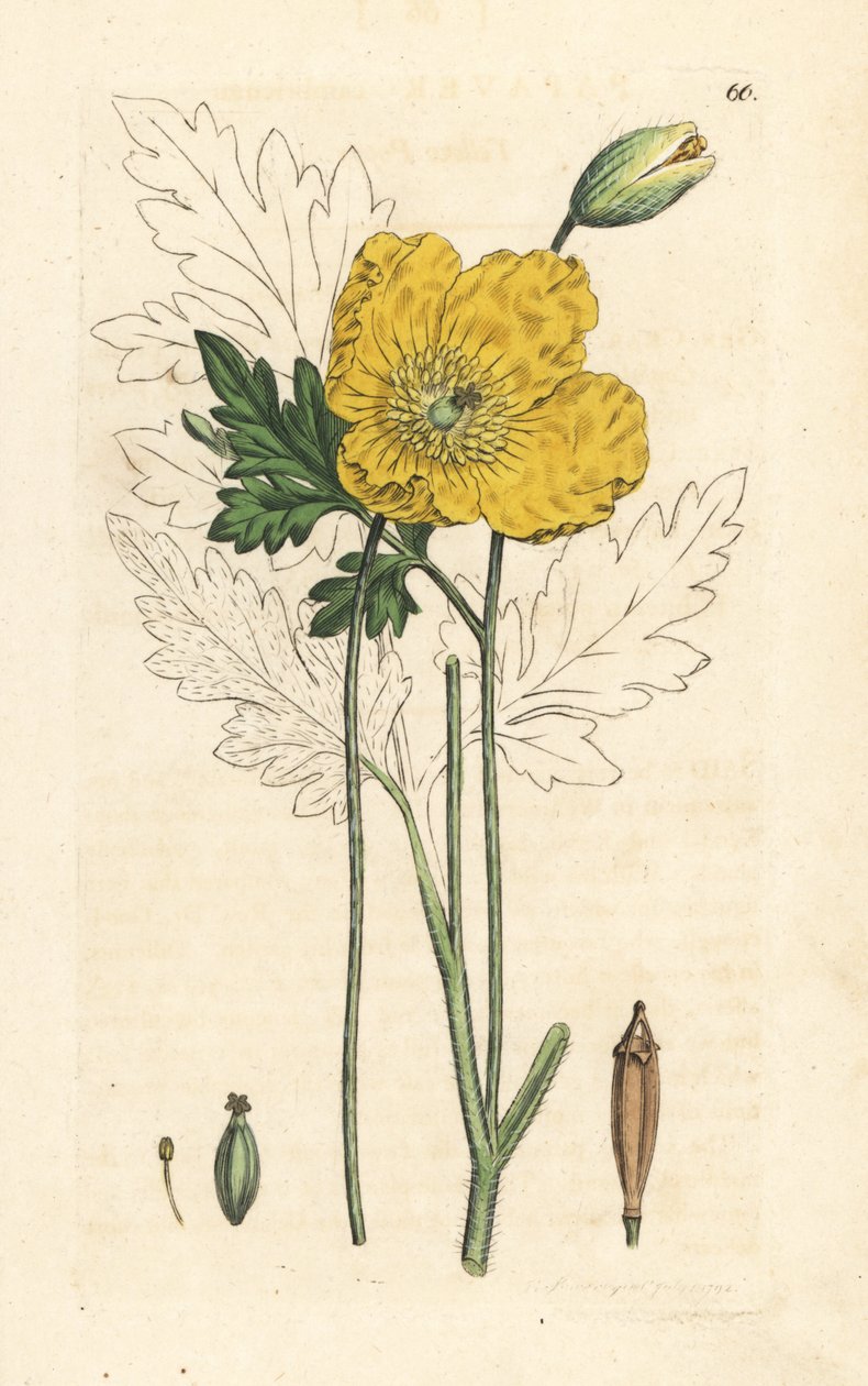 黄色或威尔士罂粟，Papaver cambricum（黄色罂粟）。根据詹姆斯-索尔比（James Sowerby）的插图绘制的手工彩色铜版画，出自伦敦詹姆斯-史密斯（James Smith）的《英国植物学》（English Botany）。 作者 詹姆斯·索尔比