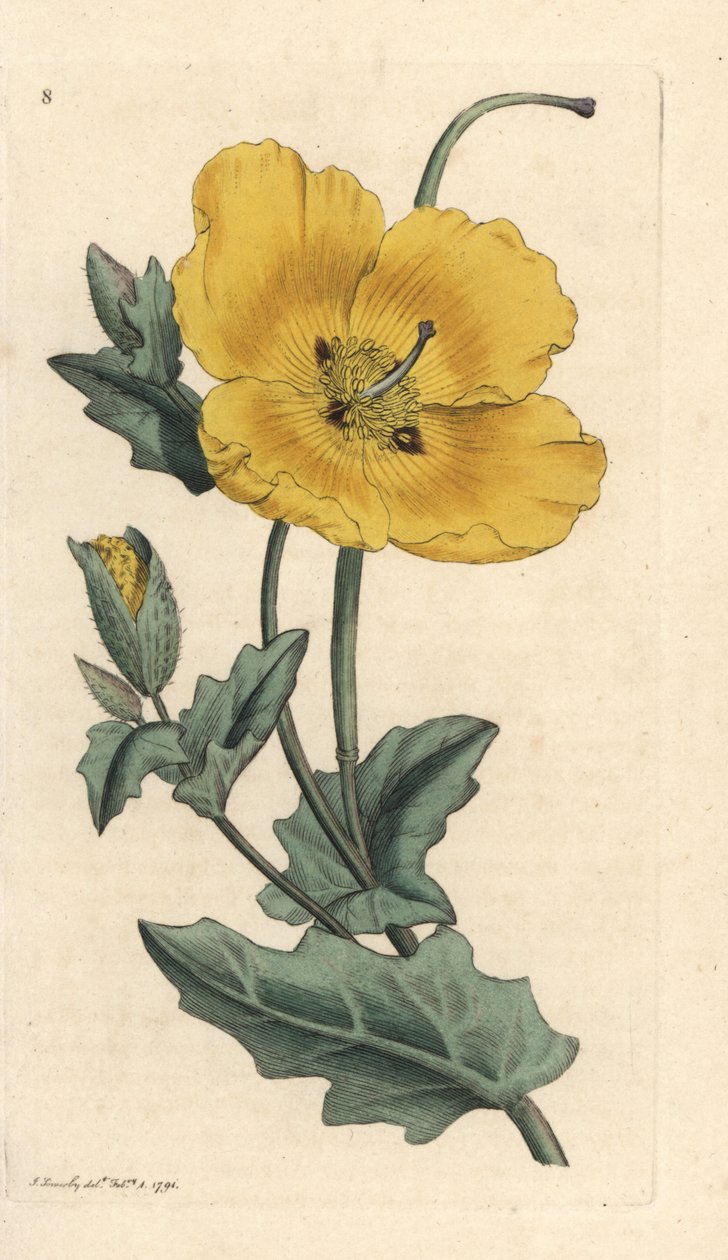 黄角罂粟，Glaucium flavum (Chelidonium glaucium) 根据伦敦詹姆斯-史密斯的《英国植物学》中詹姆斯-索尔比的插图绘制的手工彩色铜版雕刻品 作者 詹姆斯·索尔比