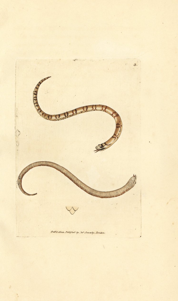 年轻的光滑蛇，Coronella austriaca（邓弗里斯郡蛇，Coluber dumfrisiensis）。 《英国杂记》中詹姆斯·索尔比 (James Sowerby) 的手绘铜版雕刻，或新的、稀有的或鲜为人知的动物主题的彩色人物。 作者 詹姆斯·索尔比