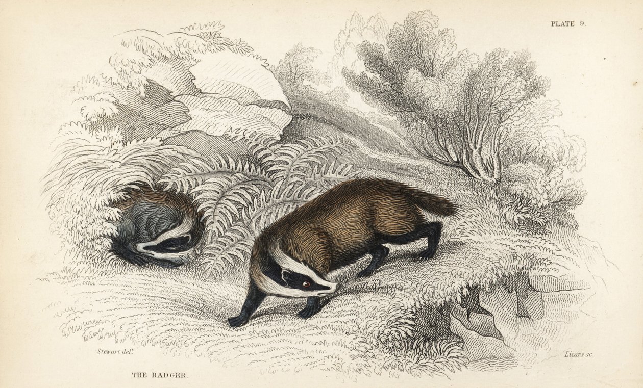 欧洲獾，Meles meles (Melestaxus)。 利扎斯 (Lizars) 手绘钢版画，根据詹姆斯·斯图尔特 (James Stewart) 的插图，来自爱丁堡威廉·贾丁博物学家图书馆 (William Jardine