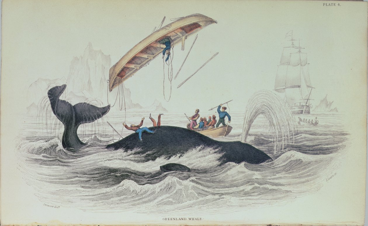 格陵兰鲸鱼，威廉家园莉莎（1788-1859）刻的书籍插图 作者 詹姆斯·斯图尔特