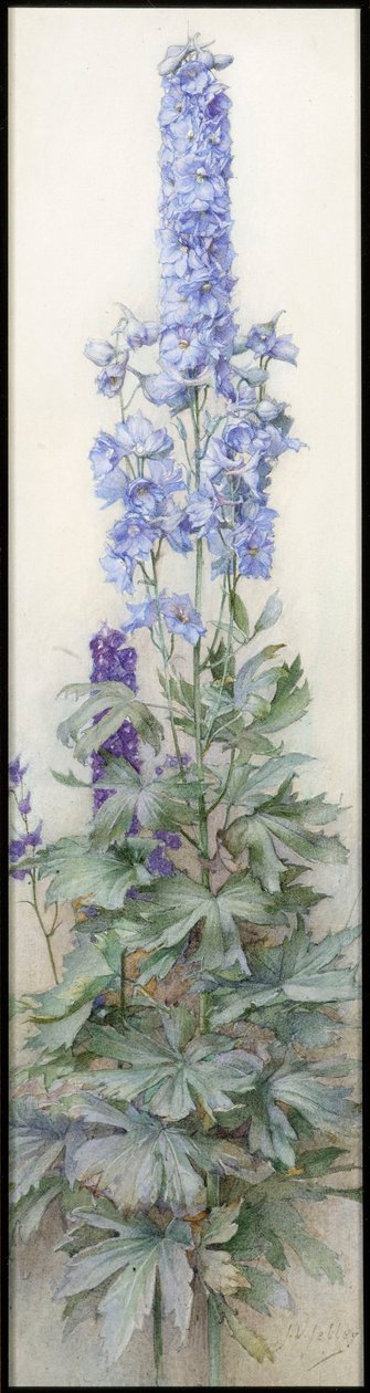翠雀，c.1920 作者 詹姆斯·瓦伦丁·杰利