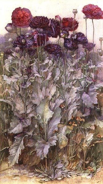 罂粟花（水彩画） 作者 詹姆斯·瓦伦丁·杰利