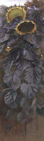 向日葵（水彩画） 作者 詹姆斯·瓦伦丁·杰利