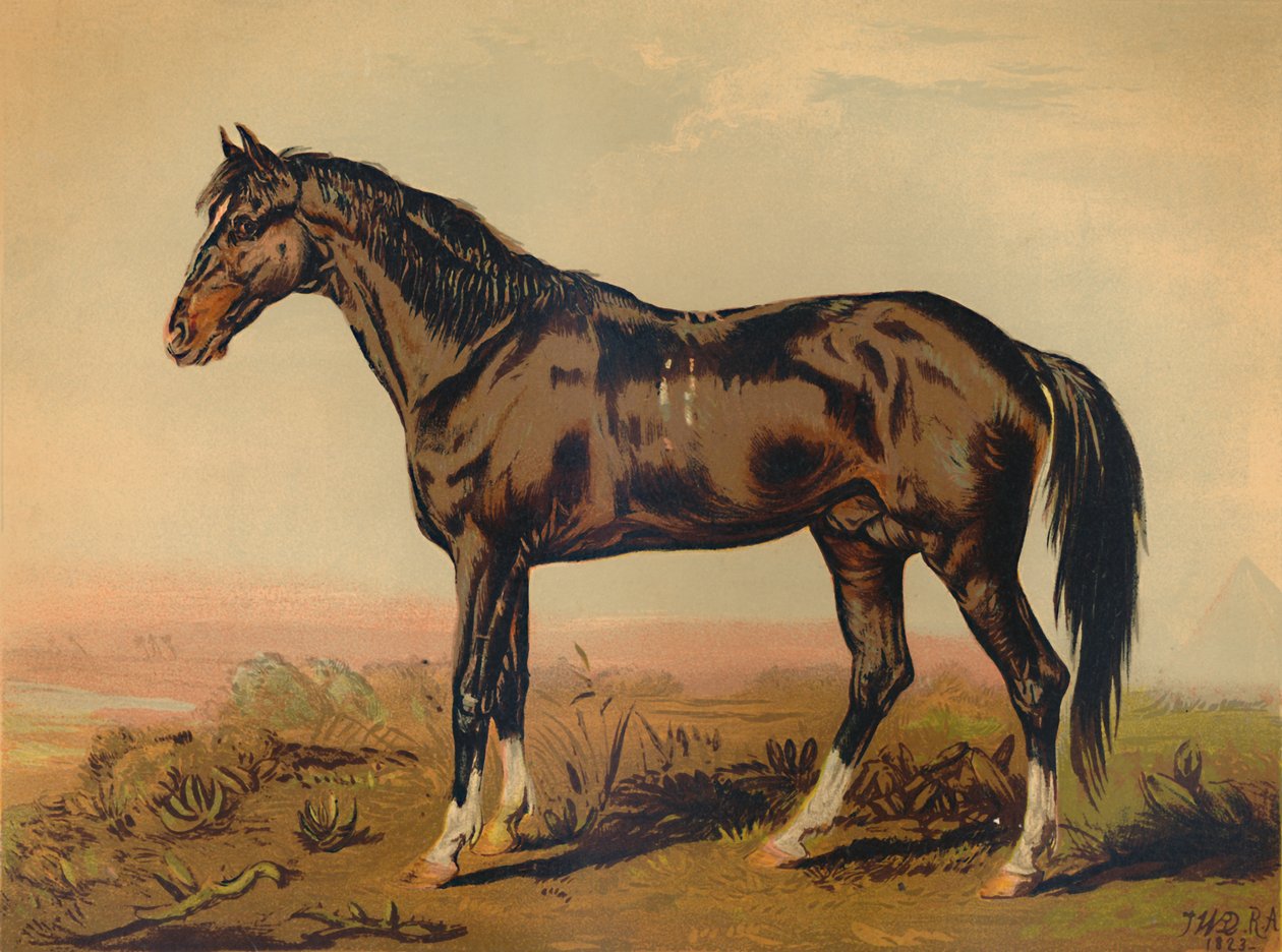 阿Dongola马，c1850，c1879。 作者 詹姆斯·沃德
