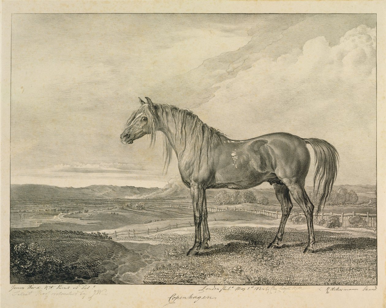 哥本哈根，来自&39;Celebrated Horses&39;，由艺术家1823-24发表的14件赛车版画 作者 詹姆斯·沃德