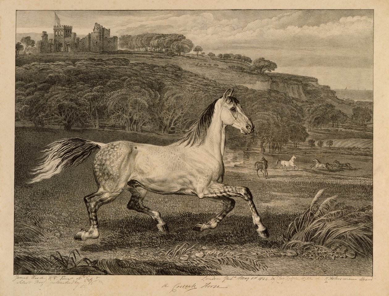Cossack Horse，来自Celebrated Horses，由艺术家1823-24出版的14件赛车版画 作者 詹姆斯·沃德