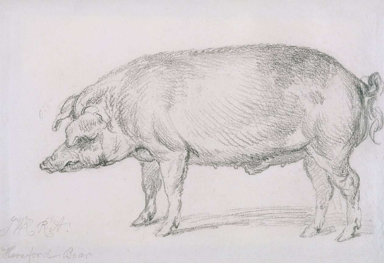 赫里福德野猪，约1803-04年（纸上铅笔） 作者 詹姆斯·沃德