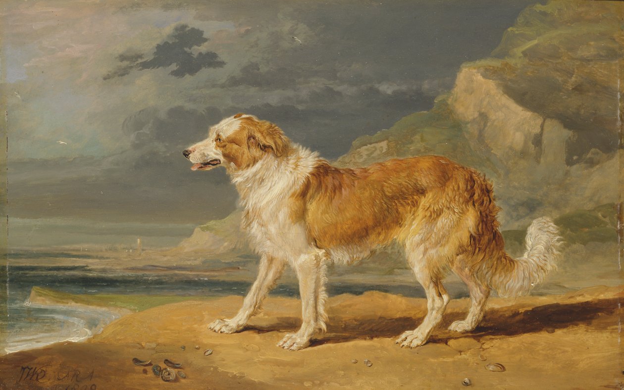 Rough-Coated Collie 作者 詹姆斯·沃德