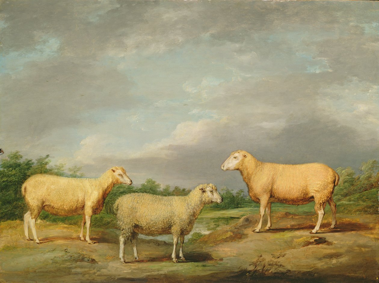 Ryelands羊，国王的公羊，国王的母羊和萨默维尔勋爵的韦瑟，摄于1801-07年（面板上的油） 作者 詹姆斯·沃德