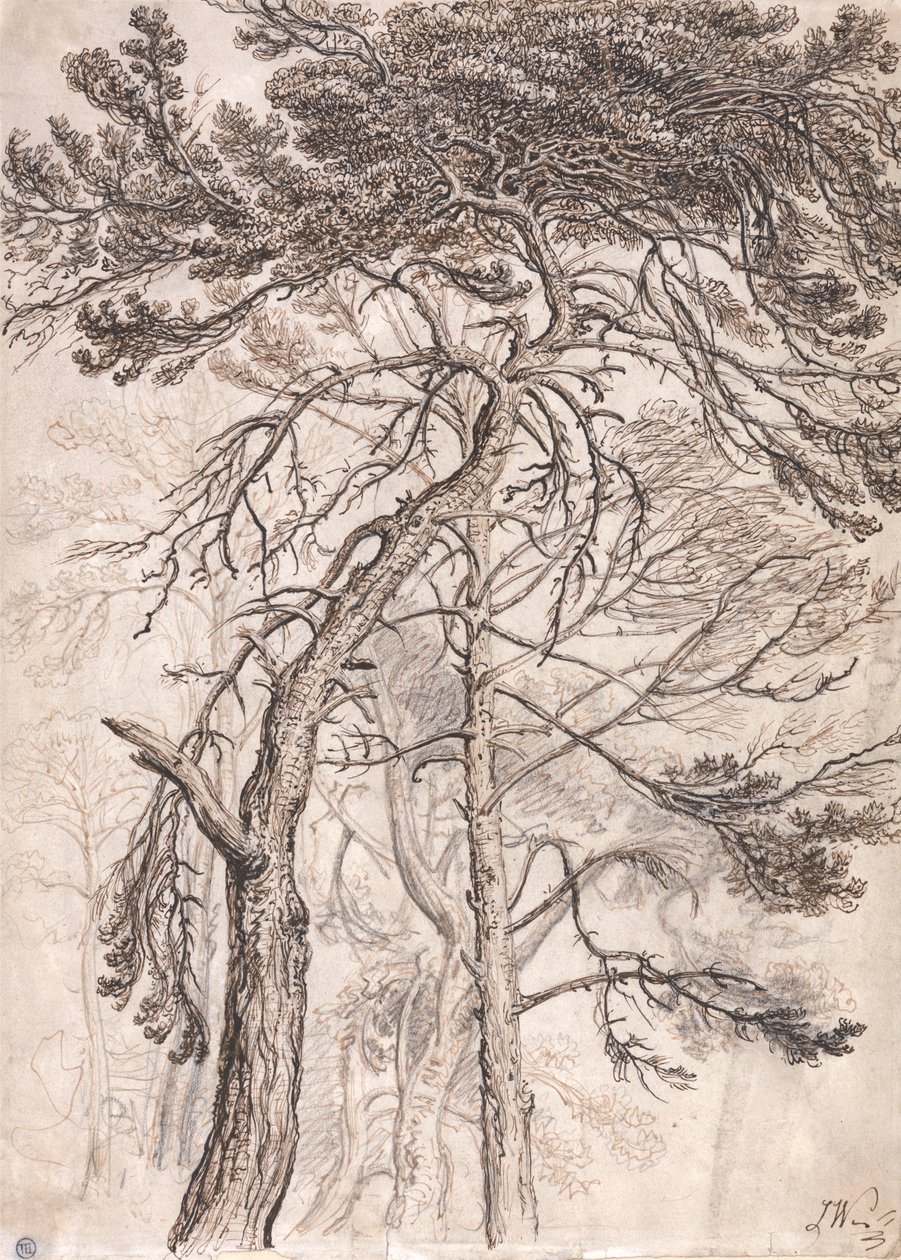 树木研究 作者 詹姆斯·沃德