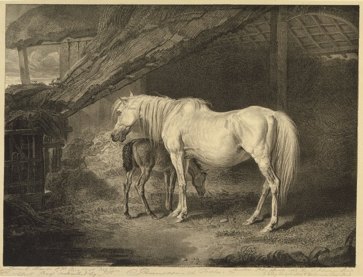 来自Celebrated Horses的Primrose and Foal，由艺术家1823-24出版的14件赛车版画 作者 沃德之后的詹姆斯