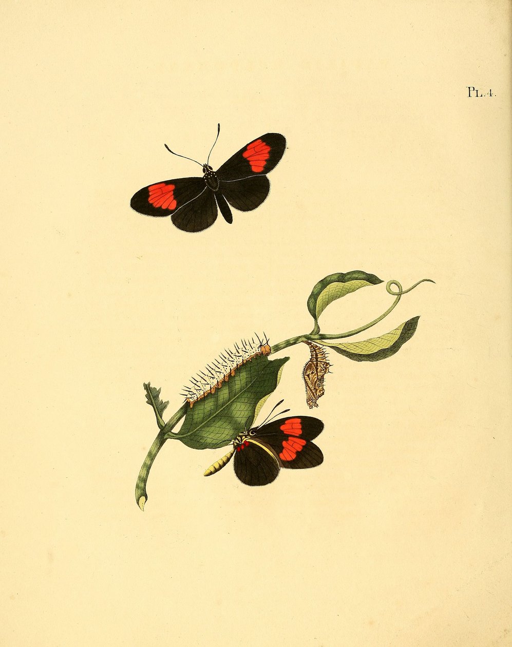 Heliconius melpomene 作者 简·克里斯蒂安·塞普