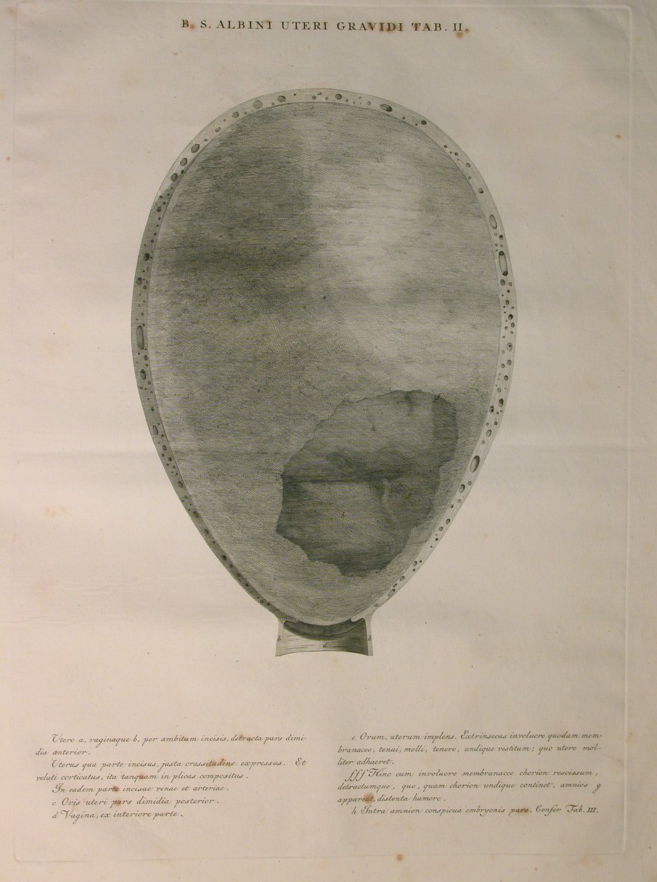 阿尔比努斯，PI。 2，从一个“人骨的表，由哈德齐格弗里德阿尔比努斯（1697年至1770年），由J.undH出版。维贝克，bibliop，莱顿，1753 作者 扬·旺德拉尔