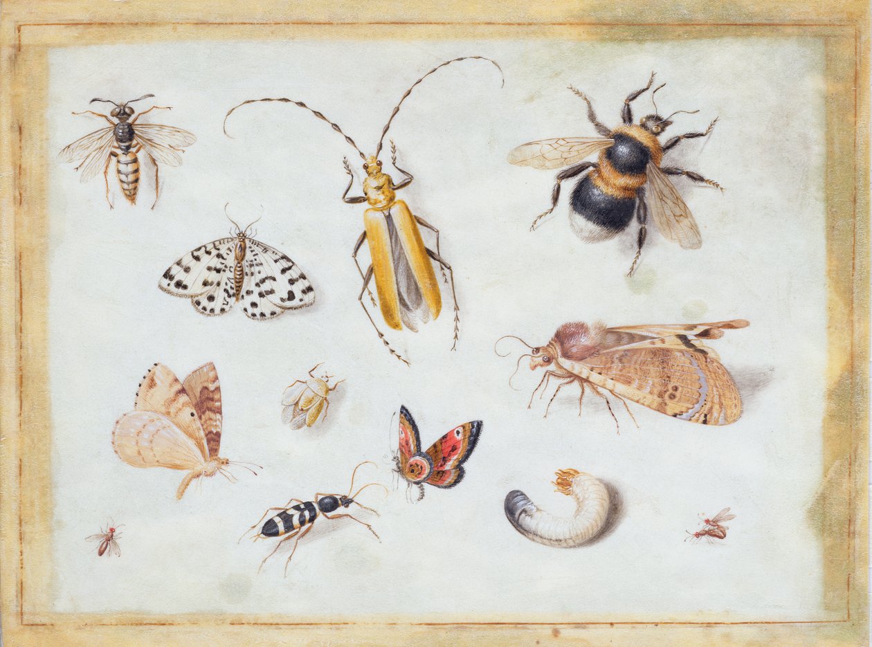 蝴蝶和其他昆虫的研究（牛皮纸上的水粉） 作者 扬·范·凯塞尔（Jan van Kessel）