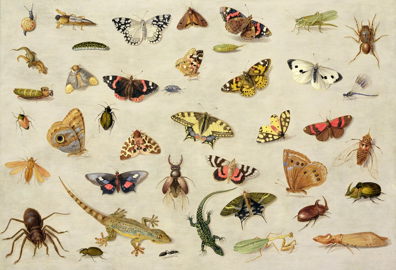昆虫研究（铜上油） 作者 扬·范·凯塞尔（Jan van Kessel）