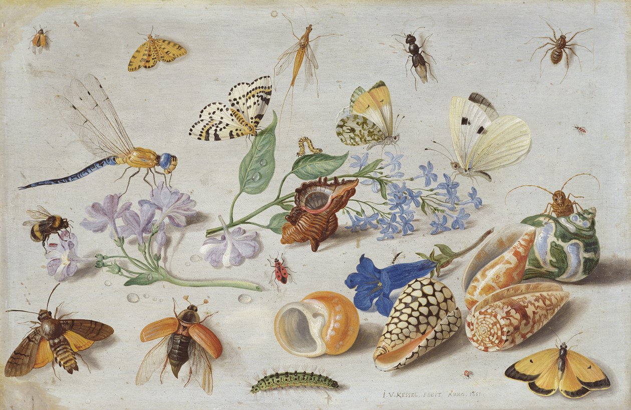 蝴蝶和其他昆虫，1661（铜上油） 作者 扬·范·凯塞尔（Jan van Kessel）
