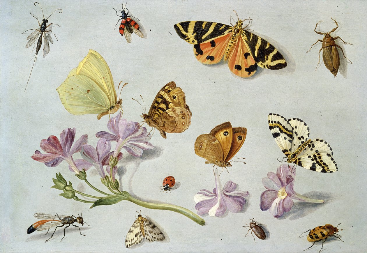 蝴蝶，飞蛾和其他昆虫与长春花（铜上的油） 作者 扬·范·凯塞尔（Jan van Kessel）