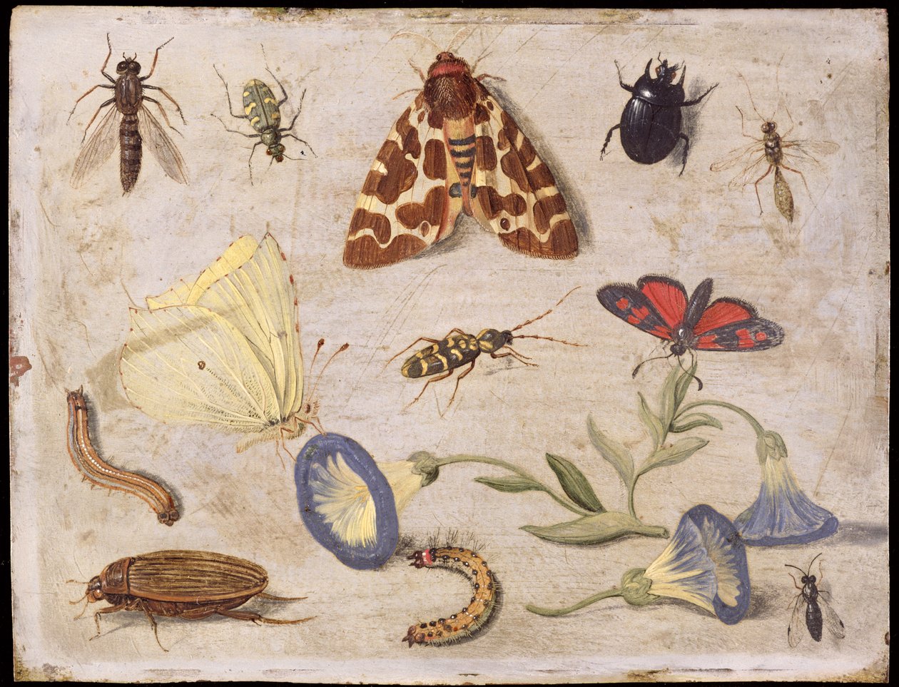 昆虫（铜上油） 作者 扬·范·凯塞尔（Jan van Kessel）