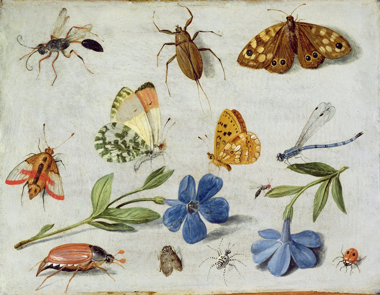 昆虫（铜上油） 作者 扬·范·凯塞尔（Jan van Kessel）