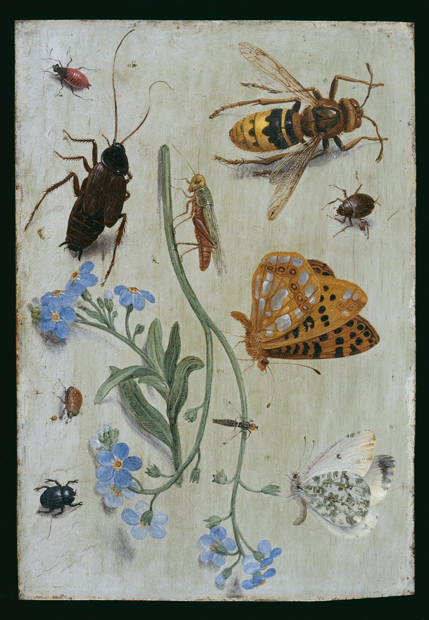 昆虫（铜上油） 作者 扬·范·凯塞尔（Jan van Kessel）