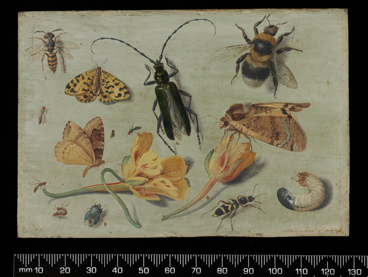 昆虫（铜上油） 作者 扬·范·凯塞尔（Jan van Kessel）