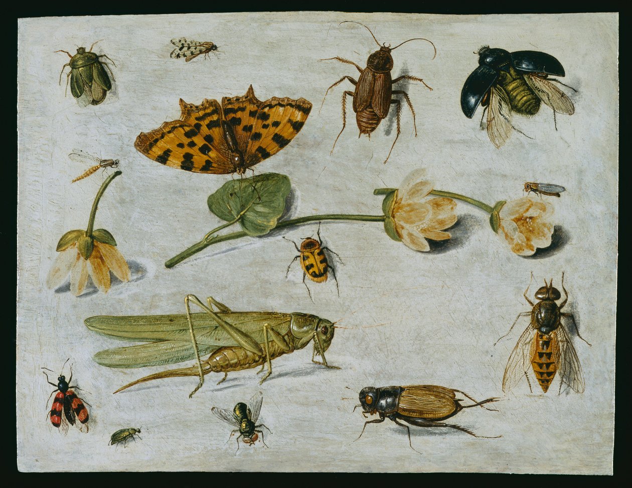 昆虫（铜上油） 作者 扬·范·凯塞尔（Jan van Kessel）
