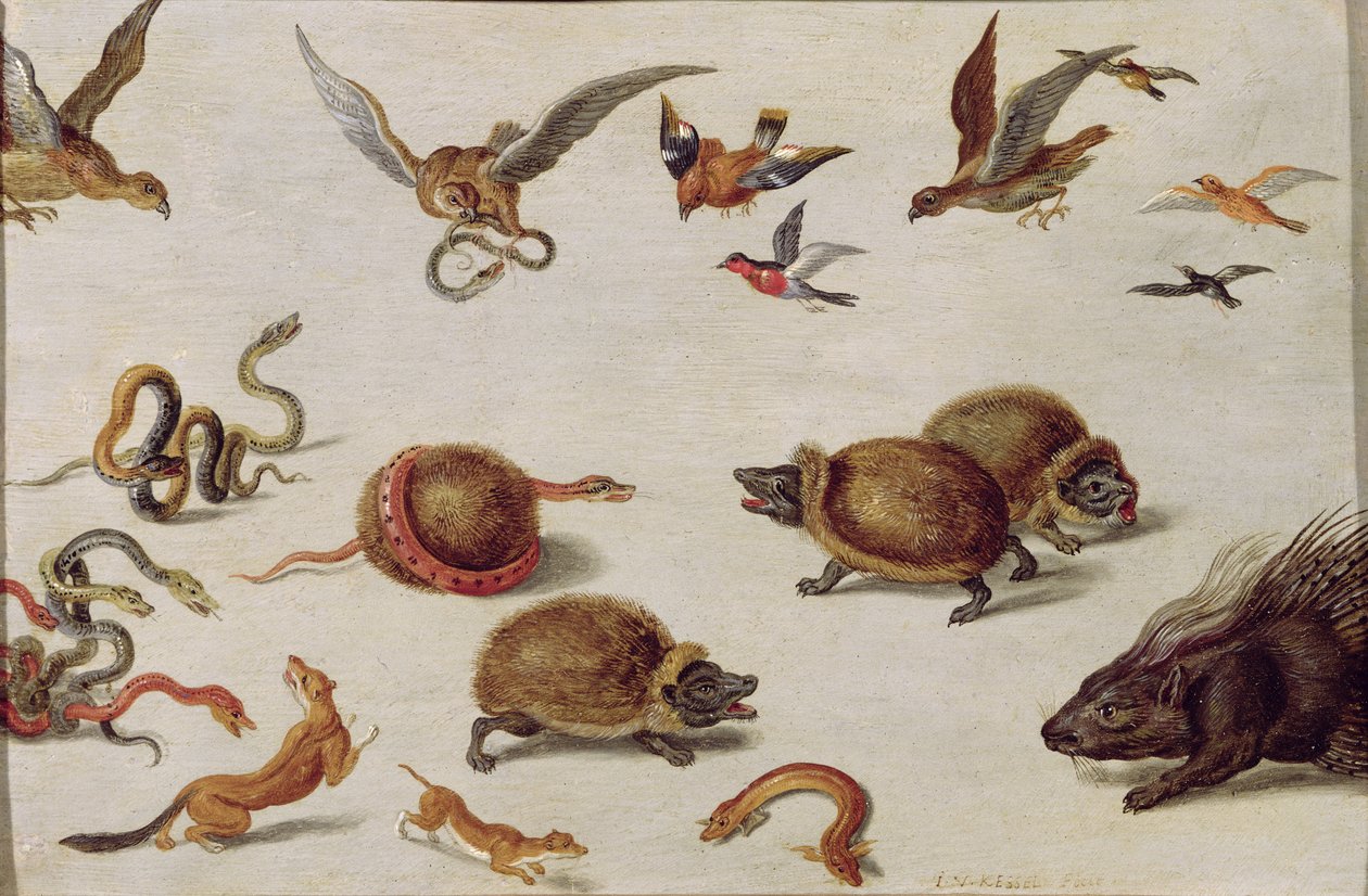 蛇的敌人 作者 扬·范·凯塞尔（Jan van Kessel）