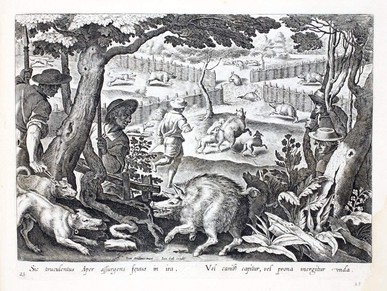 一只凶猛的野猪在愤怒中升起，狗驱赶其他的水，从&39;Venationes，Ferarum，Avium，Piscium&39;（狩猎：野兽，鸟类，鱼类）的插图，由Jan Collaert（156）雕刻 作者 扬·范德·斯特雷特