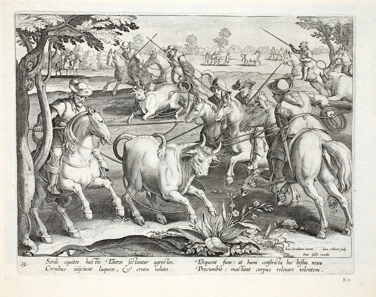 撒丁岛骑兵用绳索捕获公牛，插图来自&39;Venationes，Ferarum，Avium，Piscium&39;（狩猎：野兽，鸟类，鱼类），由Jan Collaert（1566-1628），酒吧雕刻。菲利普斯加尔 作者 扬·范德·斯特雷特