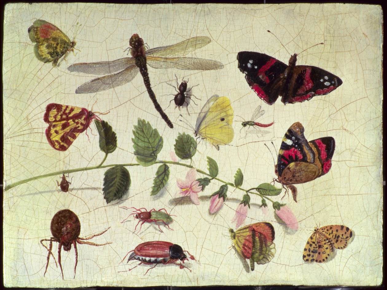蝴蝶，昆虫和花（面板） 作者 扬·范·凯塞尔（Jan van Kessel）