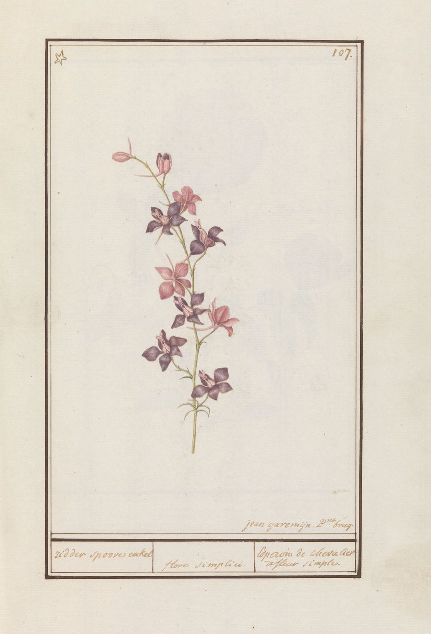 骑士刺（Consolida）
骑士单刺。/ floro simplici./ Esperon de chevalier afluer simple.(物体上的标题） 作者 扬·安东·加雷姆（Jan Anton Garemyn）