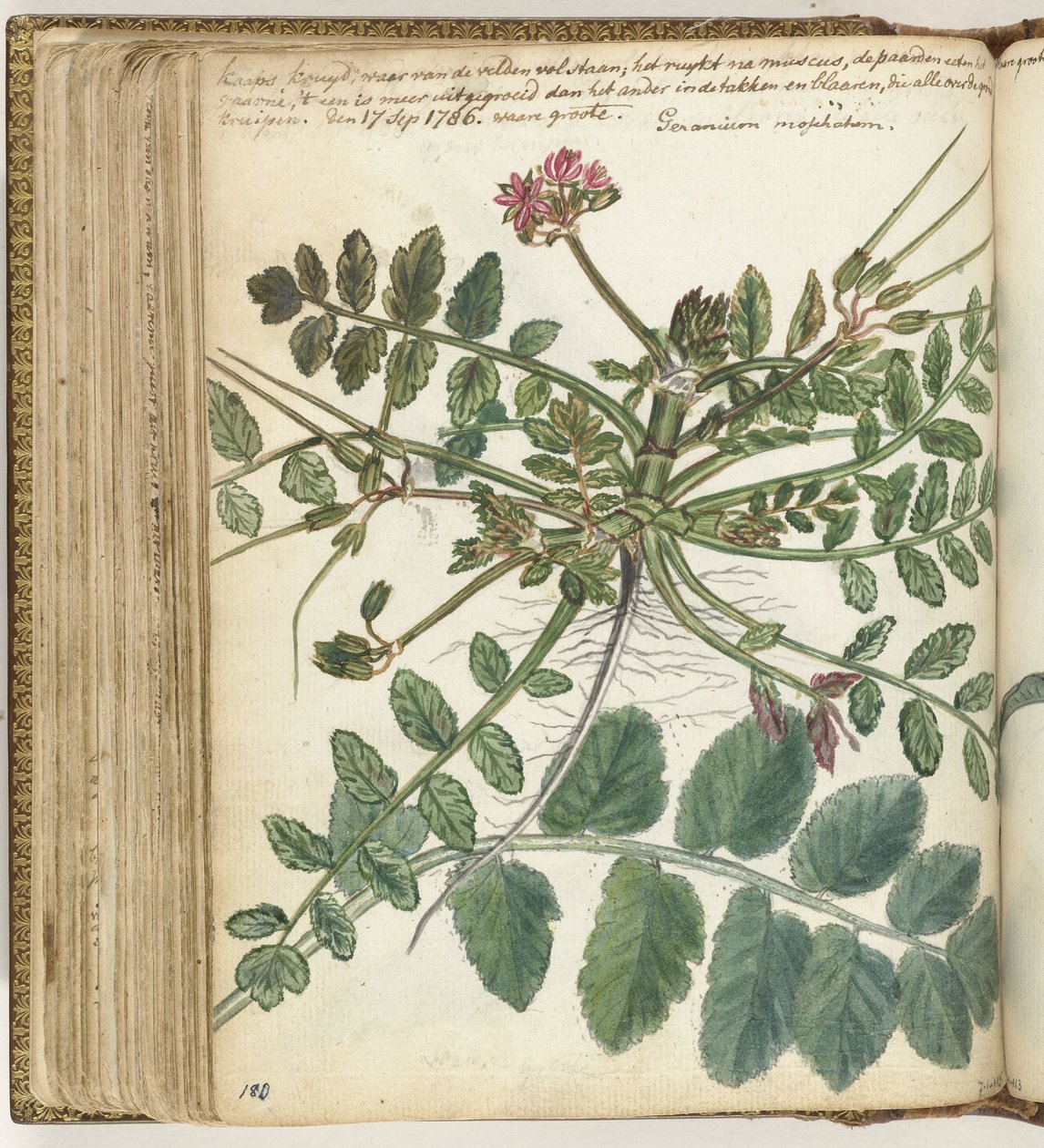 开普草甸草本植物 作者 简·布兰德斯