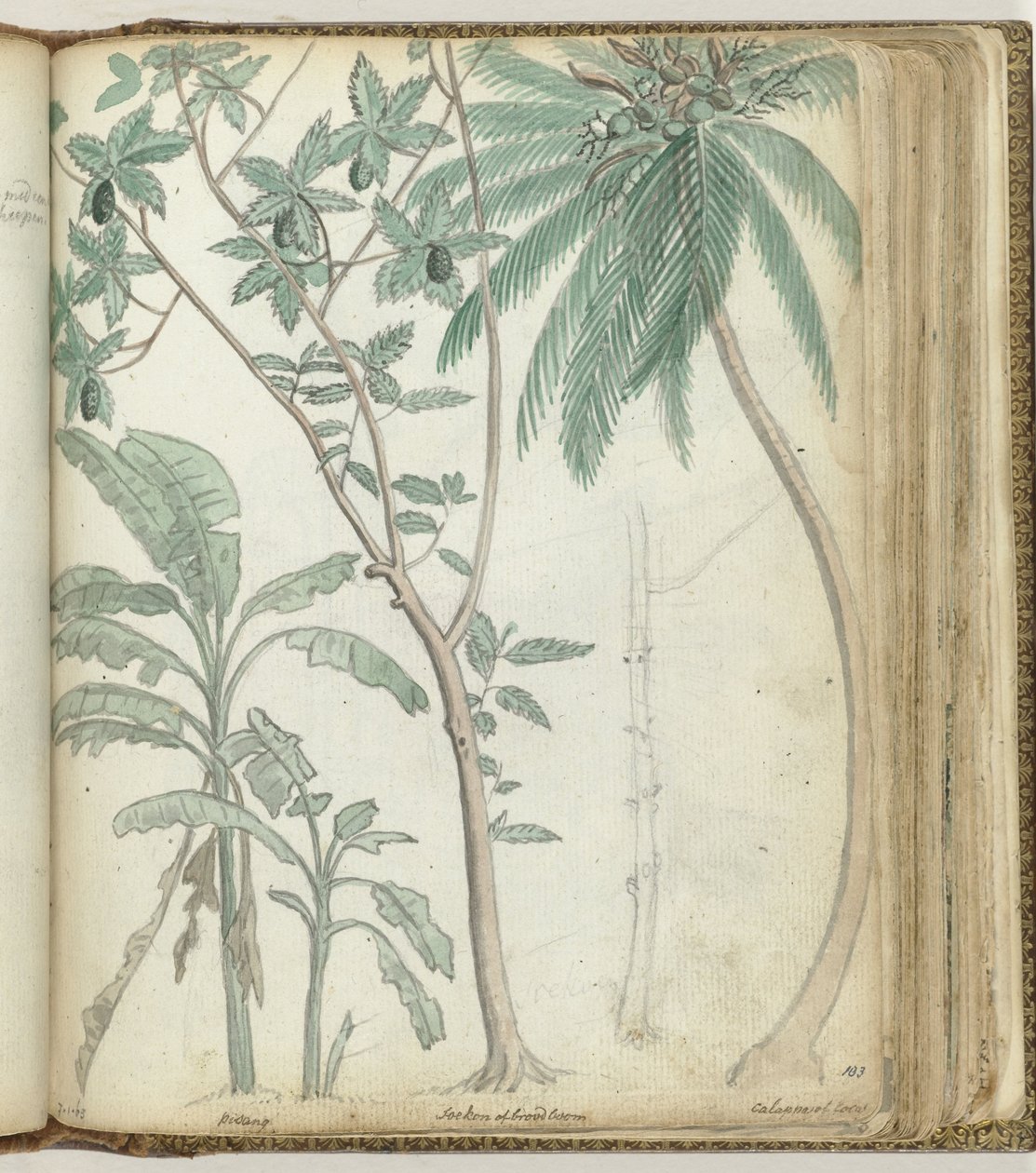 热带树木 作者 简·布兰德斯