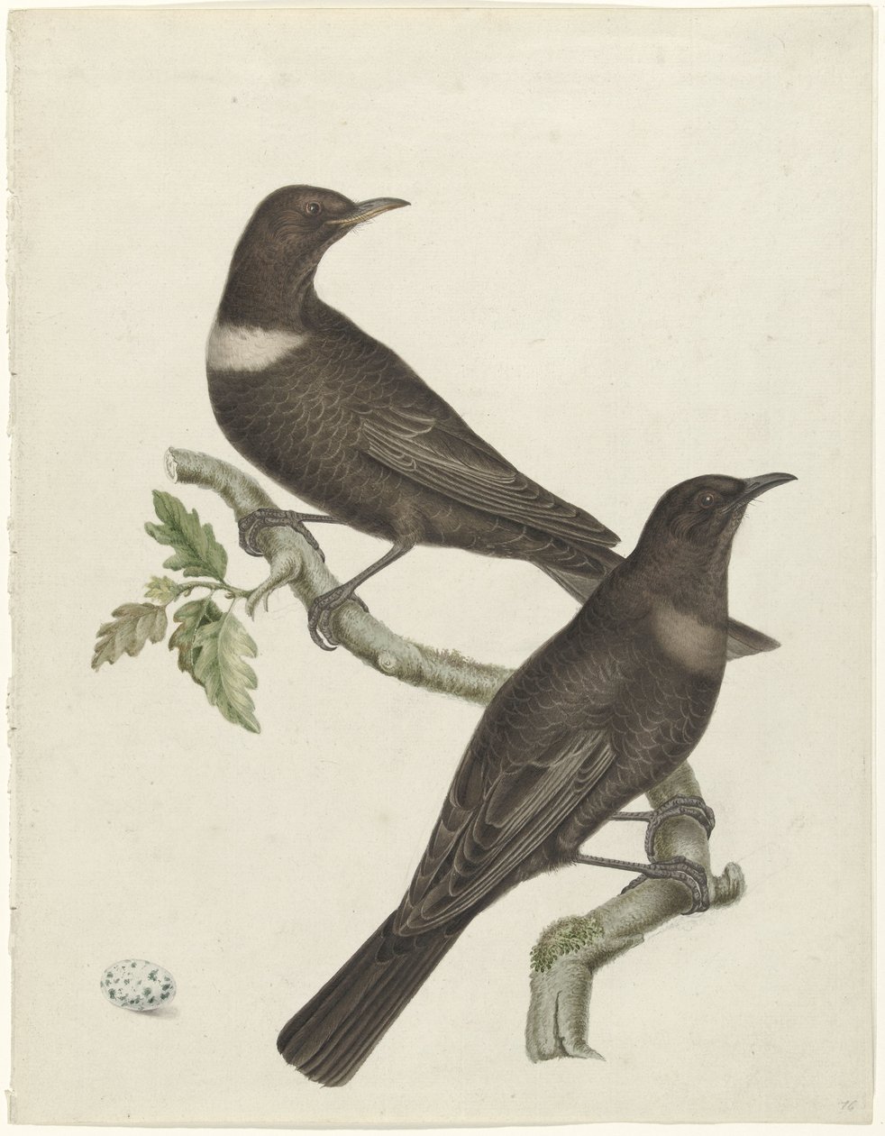 两只鸣鸫 (Purdus torquatus) 和一个蛋 作者 扬·克里斯蒂安·塞普（可能）