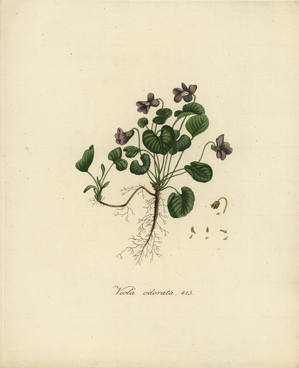 甜紫罗兰或英国紫罗兰，Viola odorata 作者 简·克里斯蒂安·塞普