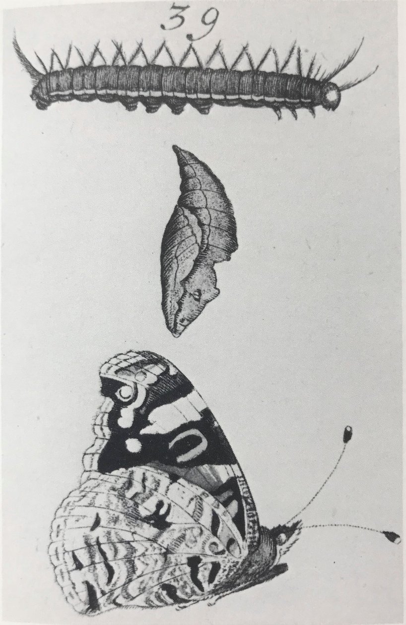 红海军上将 作者 扬·戈达特