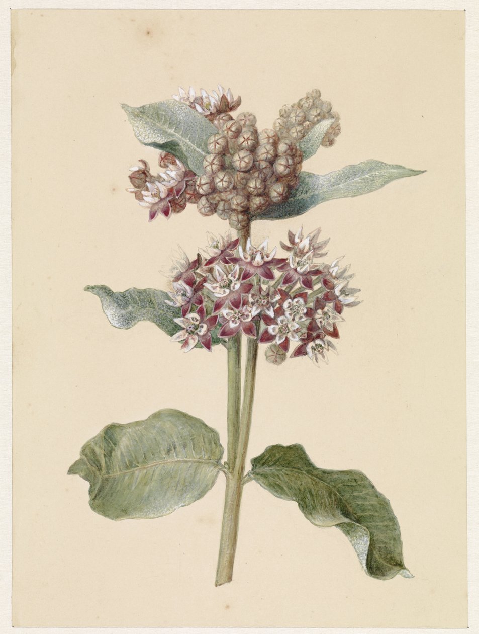 开花的 Asclepias 品种 作者 扬·雅各布·戈特林·文尼斯