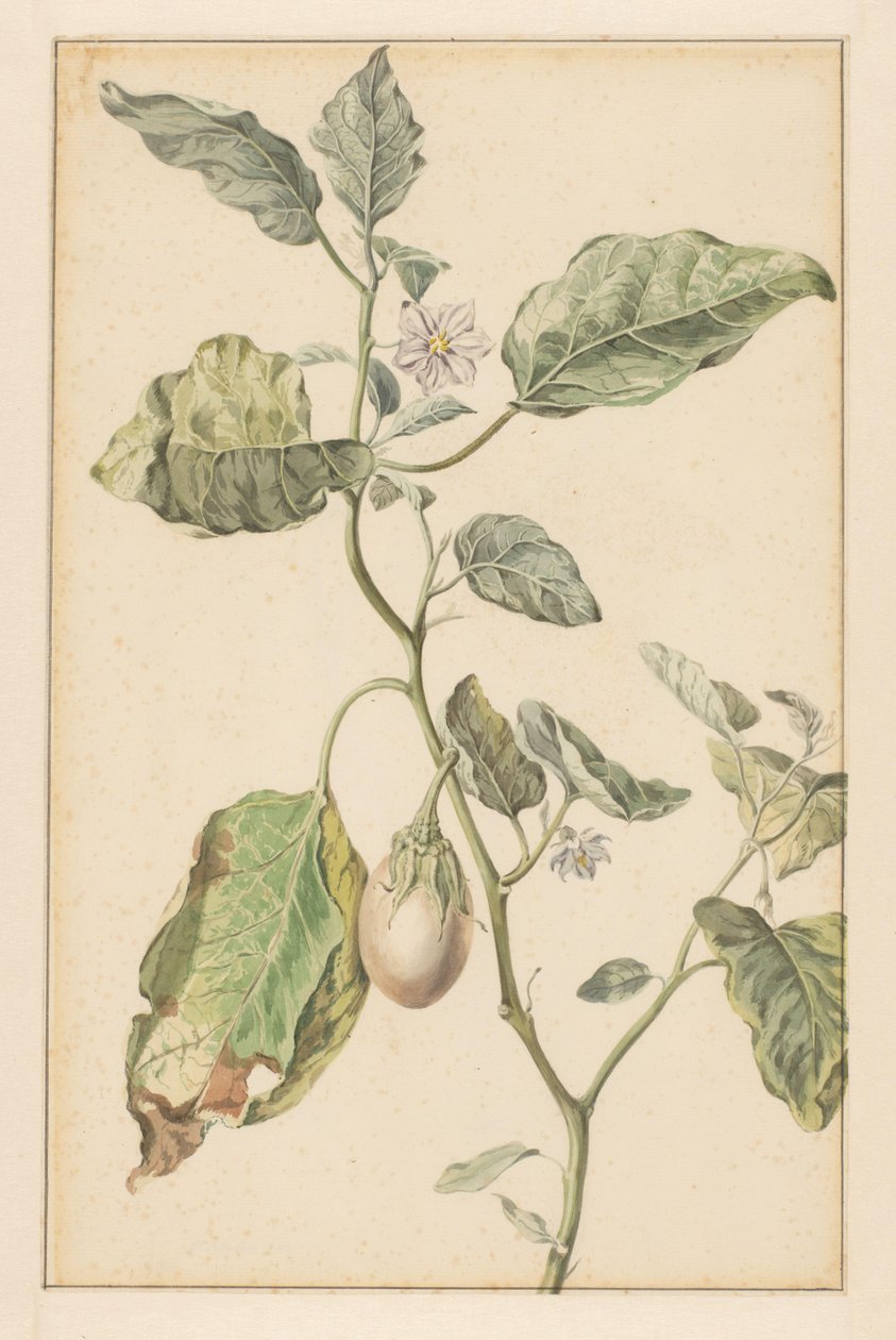 奥贝里内植物（物体上的标题） 作者 扬·扬斯。范德文