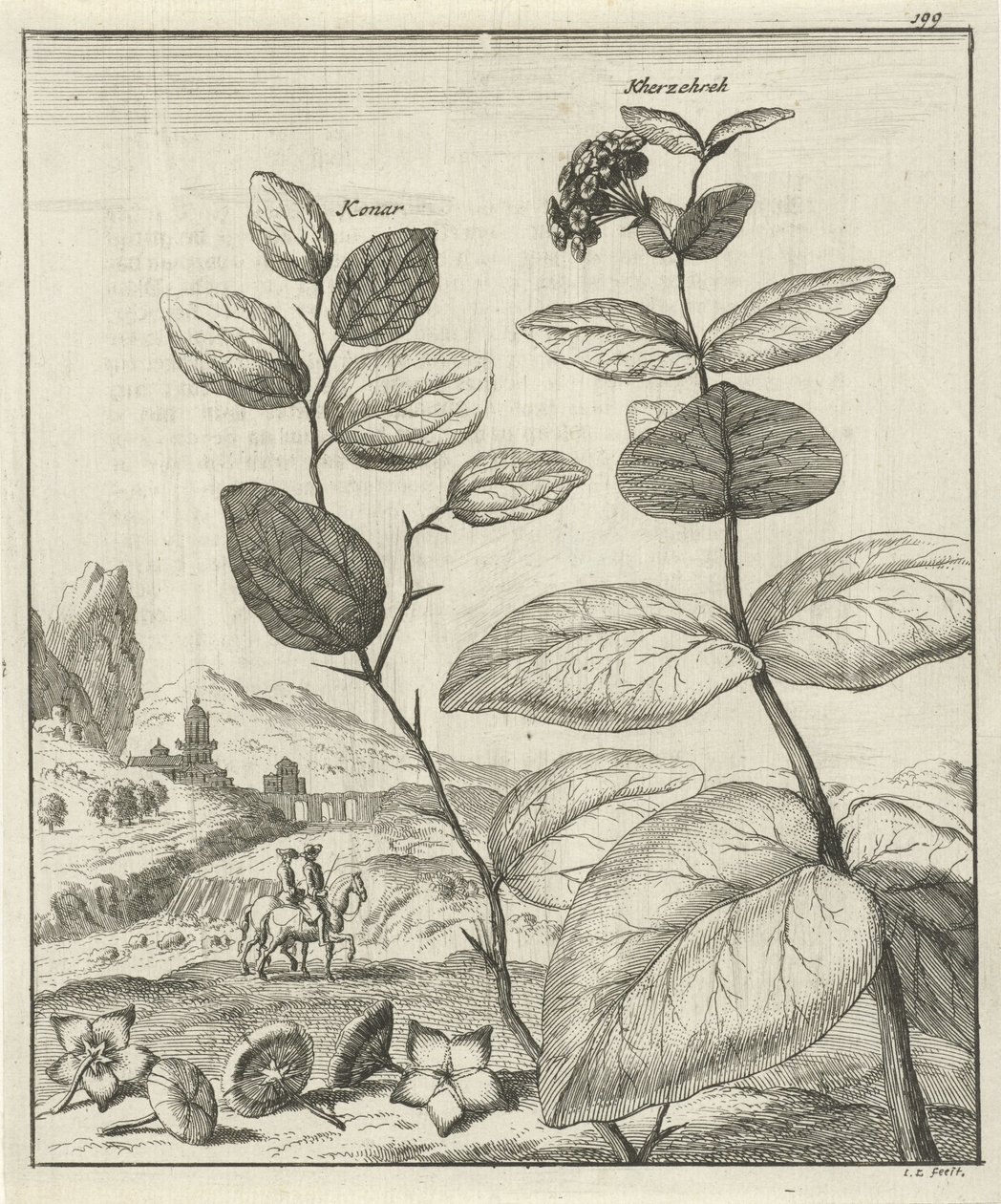 两种波斯植物的图像 作者 扬·路肯（Jan Luyken）