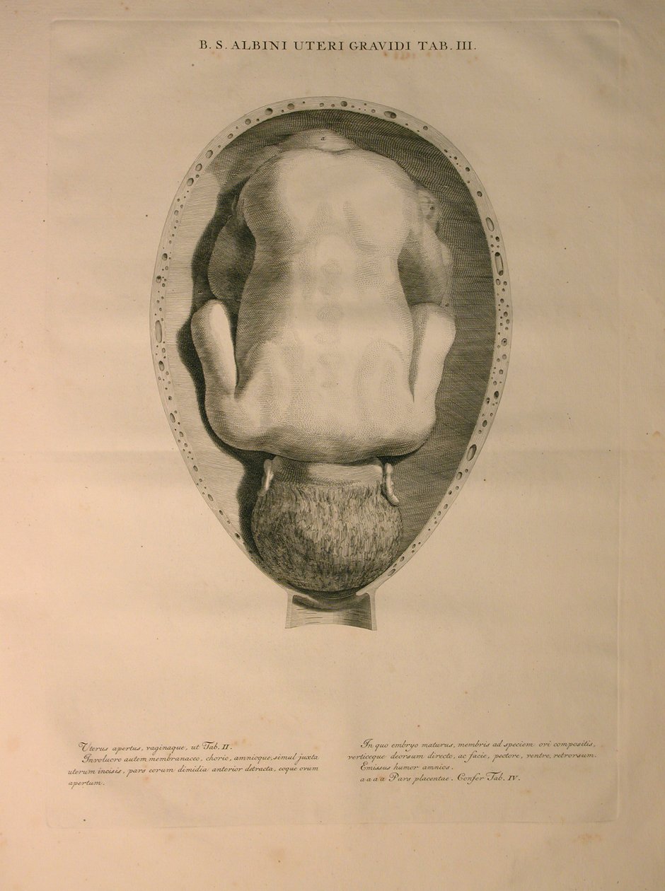 阿尔比努斯，PI。 3，从一个“人骨的表，由哈德齐格弗里德阿尔比努斯（1697年至1770年），由J.undH出版。维贝克，bibliop，莱顿，1748 作者 扬·旺德拉尔