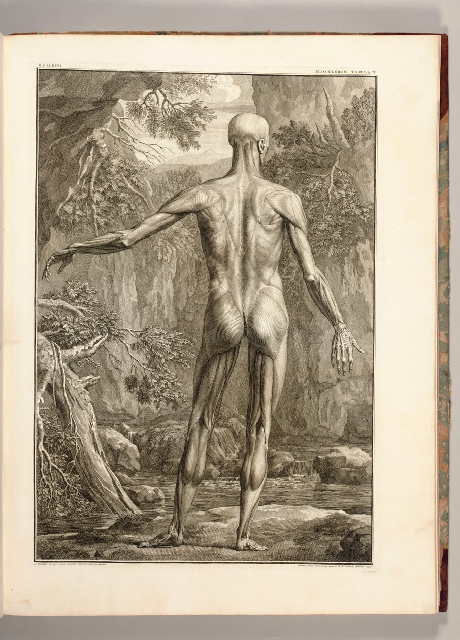 版画描绘了背部的肌肉群，1747年 作者 扬·旺德拉尔