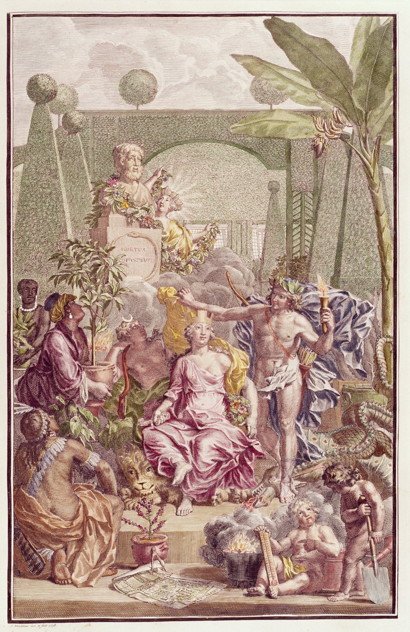 &39;Hortus Cliffortianus&39;的主题作者：Carl Linnaeus（1707-78） 作者 扬·旺德拉尔
