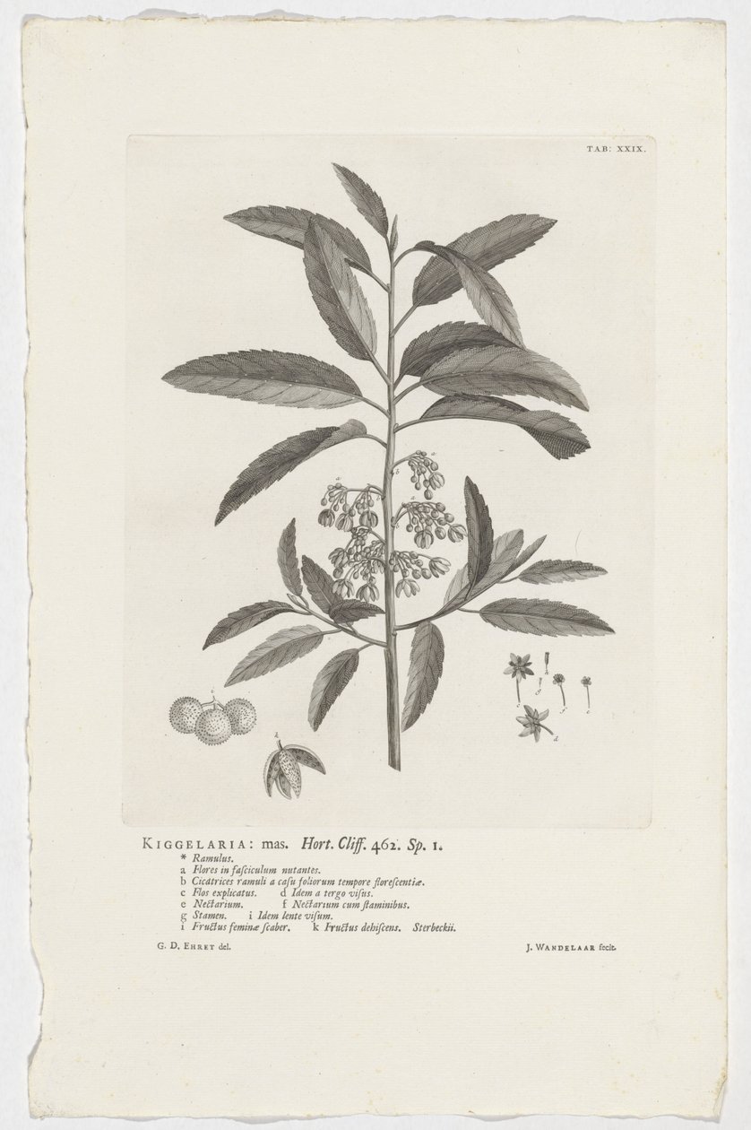 Kiggelaria africana
Kiggelaria: mas.Hort.Cliff.462. sp. 1 （标题在实物上） 作者 扬·旺德拉尔